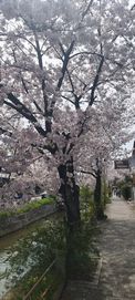 sakura3
